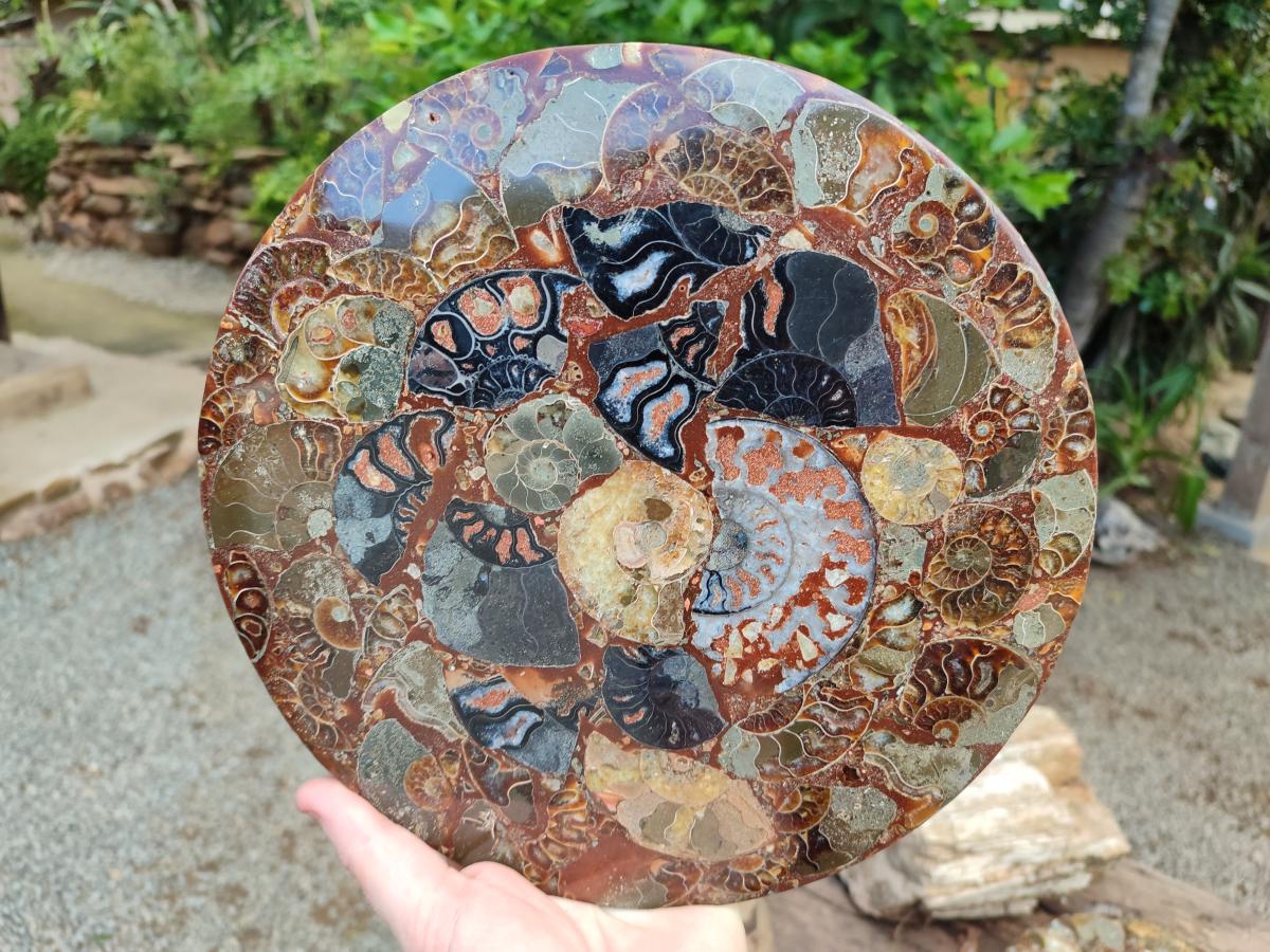 Hand Made Ammonite Conglomerate Display Plaques x 2 From Mahajanga, Madagascar