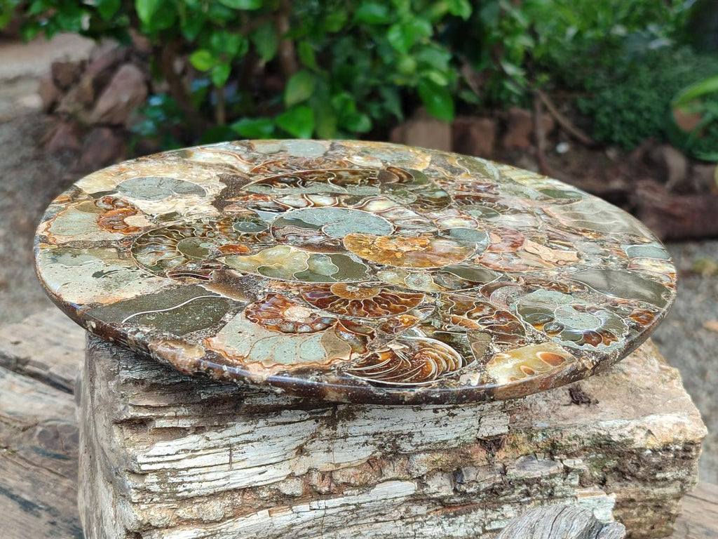 Hand Made Ammonite Conglomerate Display Plaques x 2 From Mahajanga, Madagascar - Toprock Gemstones and Minerals 