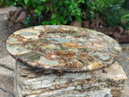 Hand Made Ammonite Conglomerate Display Plaques x 2 From Mahajanga, Madagascar - Toprock Gemstones and Minerals 