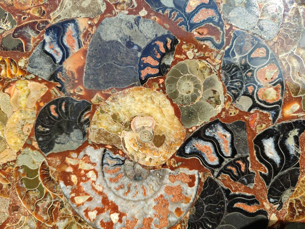 Hand Made Ammonite Conglomerate Display Plaques x 2 From Mahajanga, Madagascar - Toprock Gemstones and Minerals 
