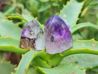 Polished Window Amethyst Crystals x 35 From Akansobe, Madagascar