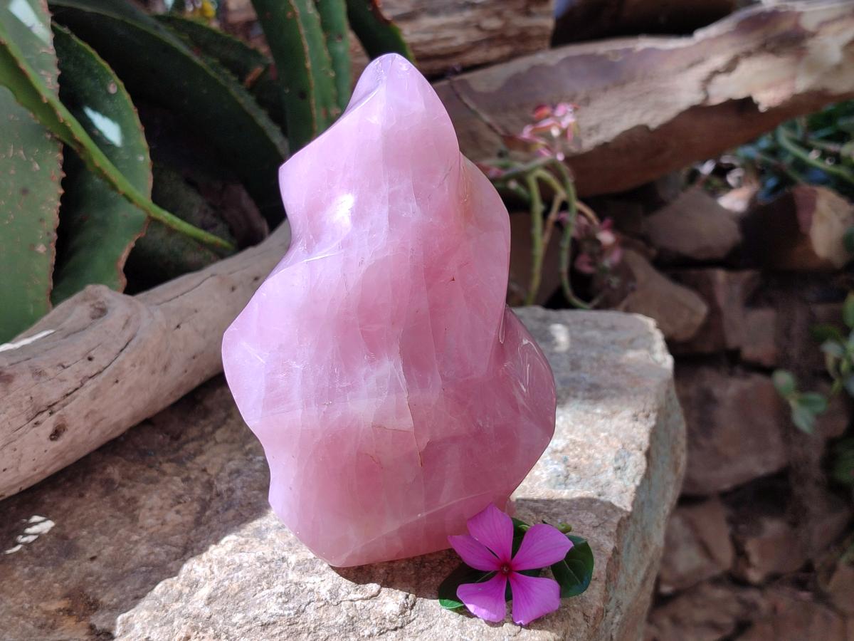 Polished Gemmy Rose Quartz Flame x 1 From Madagascar