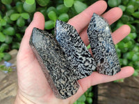 Polished Black Zebra Tourmaline Display Crystals x 12 From Madagascar