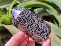 Polished Black Zebra Tourmaline Display Crystals x 12 From Madagascar