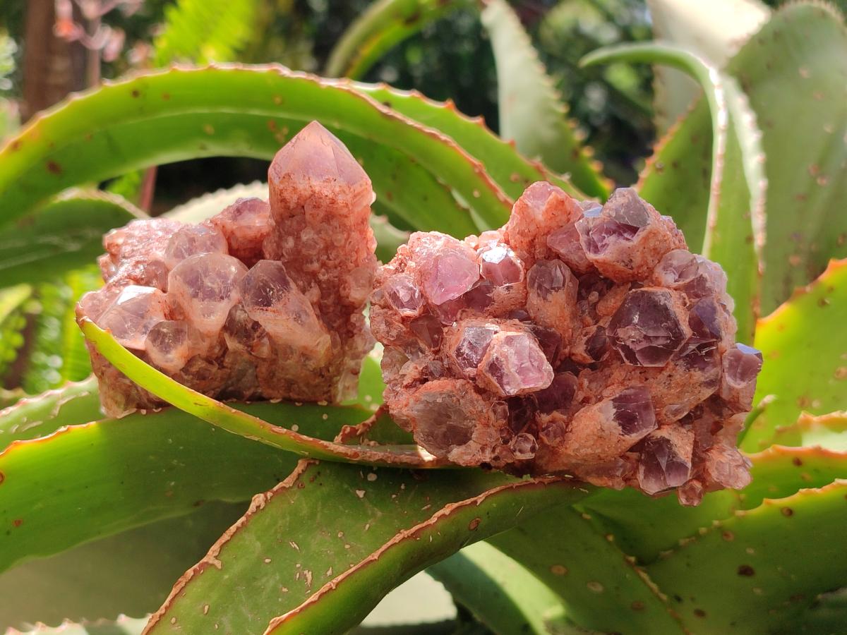 Natural Sugar Amethyst Clusters x 6 From Zambia