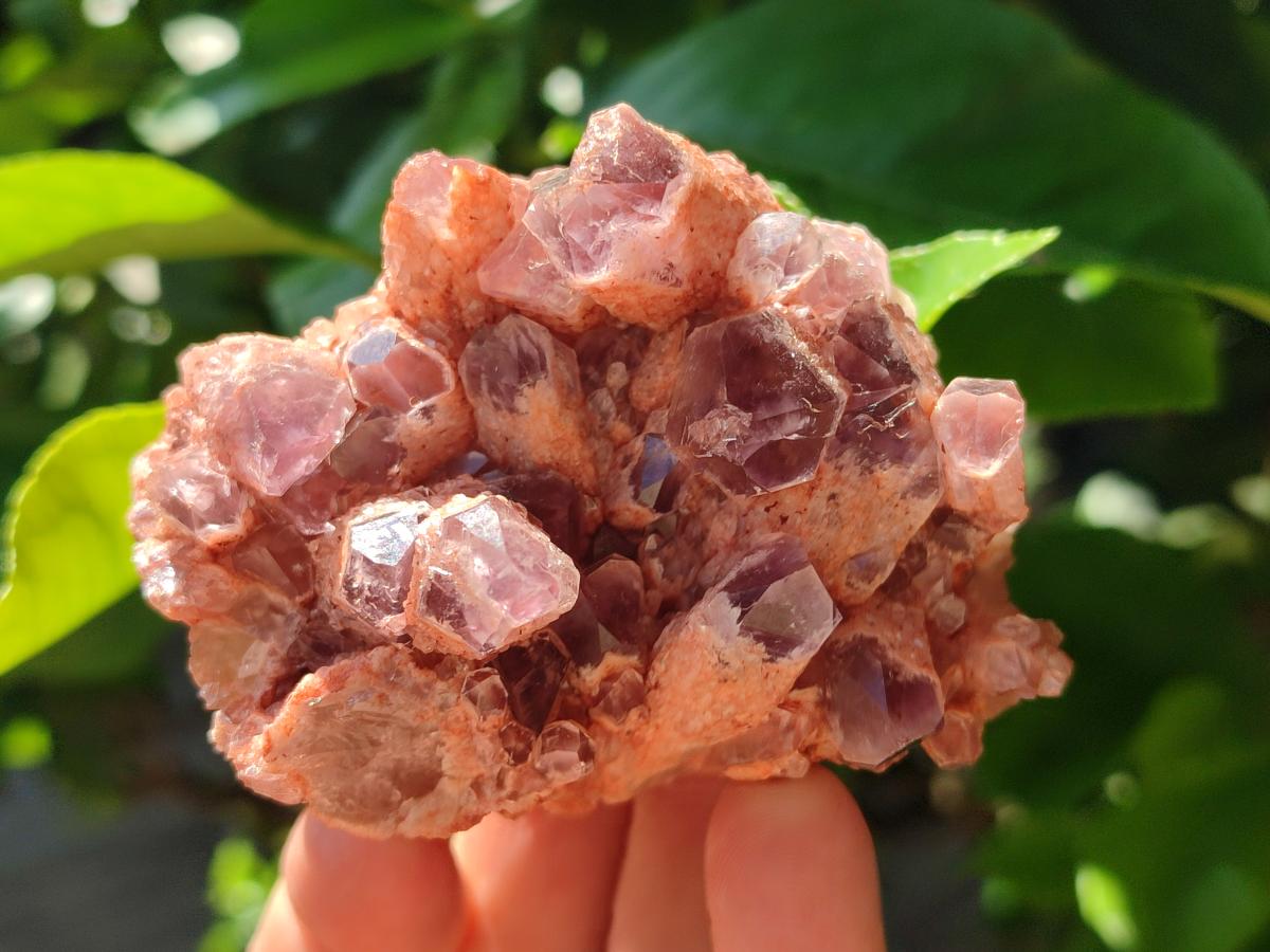 Natural Sugar Amethyst Clusters x 6 From Zambia