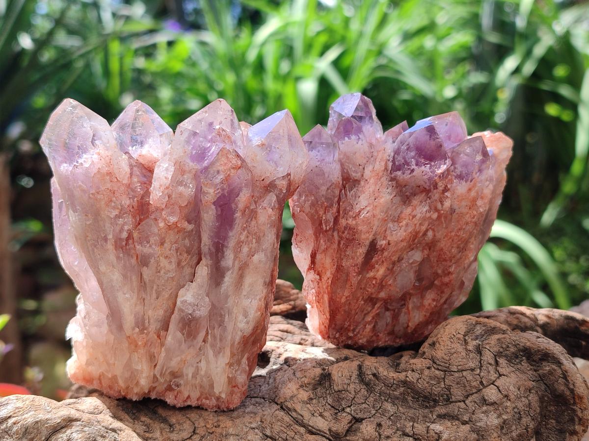 Natural Sugar Amethyst Clusters x 6 From Zambia