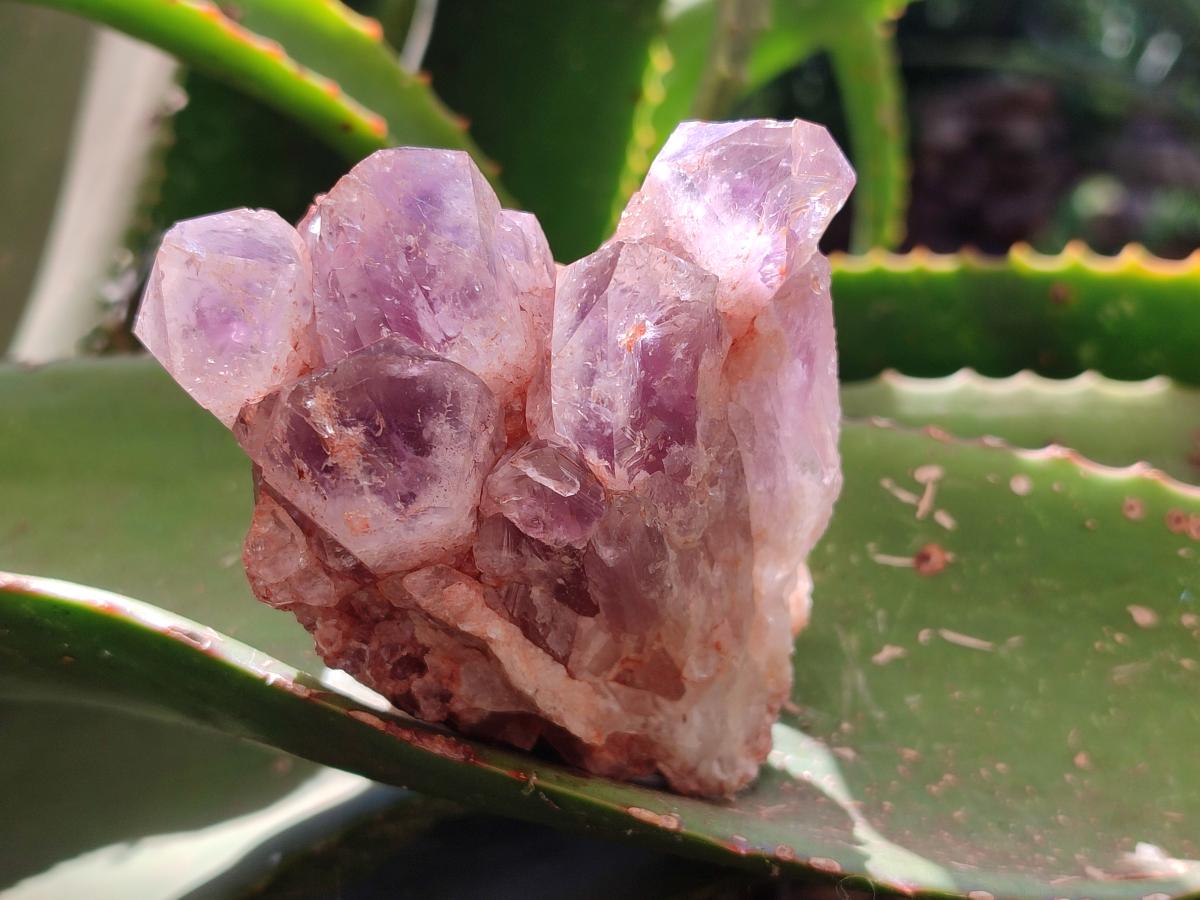 Natural Sugar Amethyst Clusters x 6 From Zambia