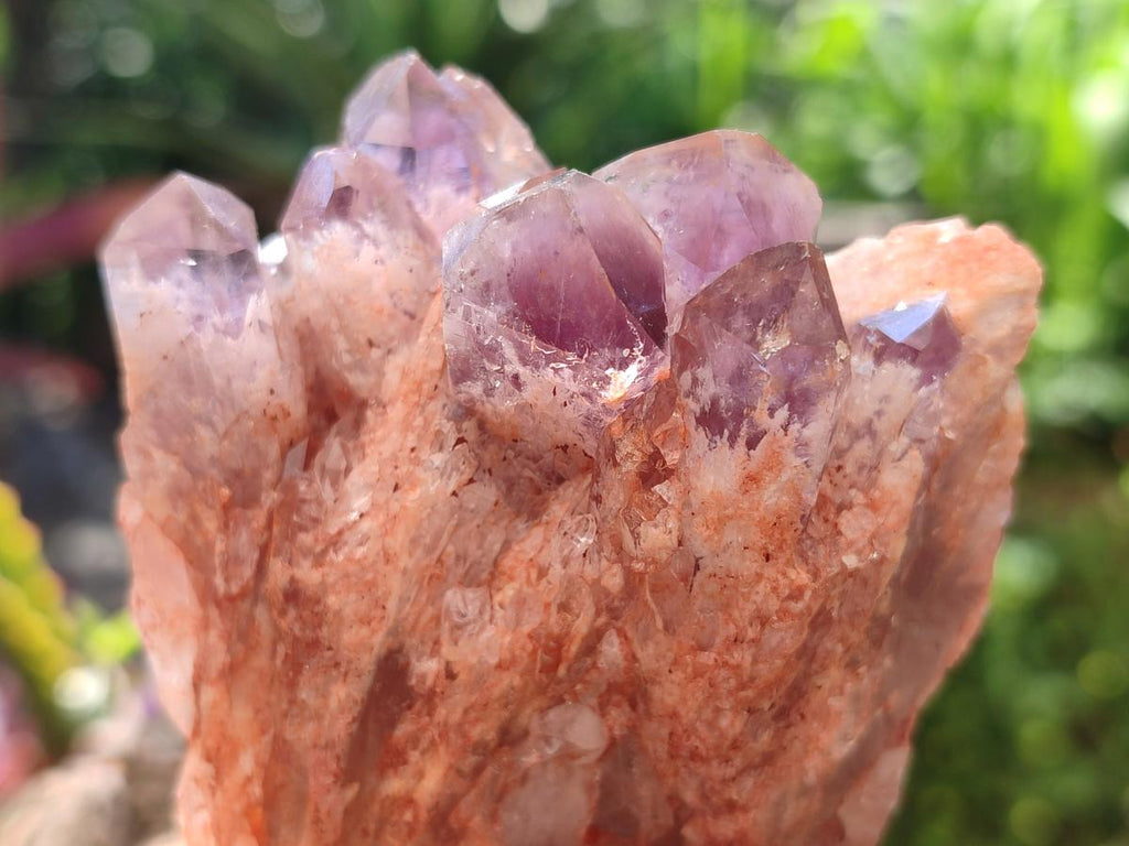 Natural Sugar Amethyst Clusters x 6 From Zambia