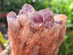 Natural Sugar Amethyst Clusters x 6 From Zambia