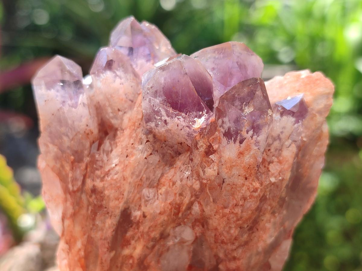 Natural Sugar Amethyst Clusters x 6 From Zambia