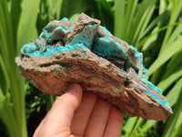 Natural Drusy Coated Chrysocolla Specimens x 2 From Lupoto Mine, Congo