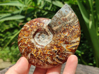 Polished Cleoniceras Ammonite Fossils x 2 From Tulear, Madagascar
