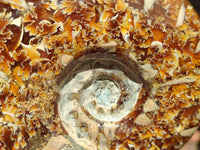 Polished Cleoniceras Ammonite Fossils x 2 From Tulear, Madagascar