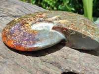 Polished Cleoniceras Ammonite Fossils x 2 From Tulear, Madagascar