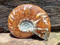 Polished Cleoniceras Ammonite Fossils x 2 From Tulear, Madagascar
