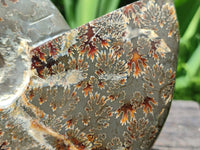 Polished Cleoniceras Ammonite Fossils x 2 From Tulear, Madagascar