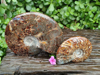 Polished Cleoniceras Ammonite Fossils x 2 From Tulear, Madagascar
