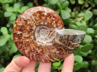 Polished Cleoniceras Ammonite Fossils x 2 From Tulear, Madagascar