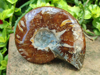 Polished Cleoniceras Ammonite Fossils x 2 From Tulear, Madagascar