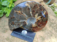 Polished Cleoniceras Ammonite Fossils x 2 From Tulear, Madagascar