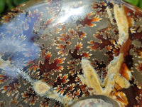 Polished Cleoniceras Ammonite Fossils x 2 From Tulear, Madagascar