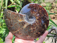 Polished Cleoniceras Ammonite Fossils x 2 From Tulear, Madagascar