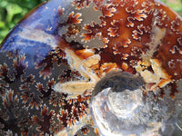 Polished Cleoniceras Ammonite Fossils x 2 From Tulear, Madagascar