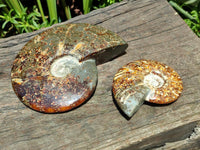 Polished Cleoniceras Ammonite Fossils x 2 From Tulear, Madagascar