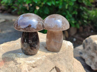 Polished Smokey Quartz Mushrooms x 6  From Madagascar