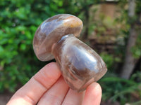 Polished Smokey Quartz Mushrooms x 6  From Madagascar