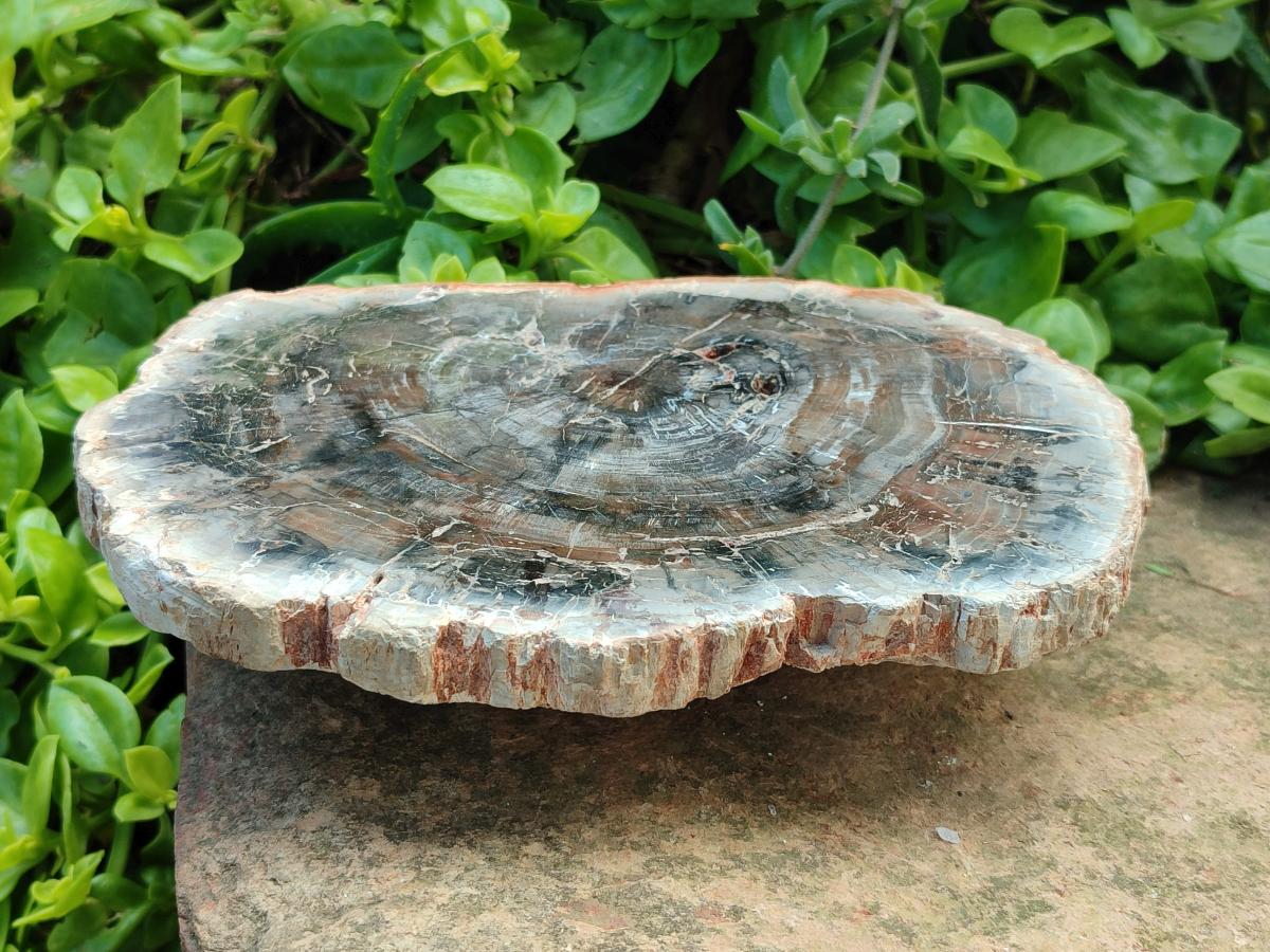 Polished Red Podocarpus Petrified Wood Slices x 2 From Mahajanga, Madagascar
