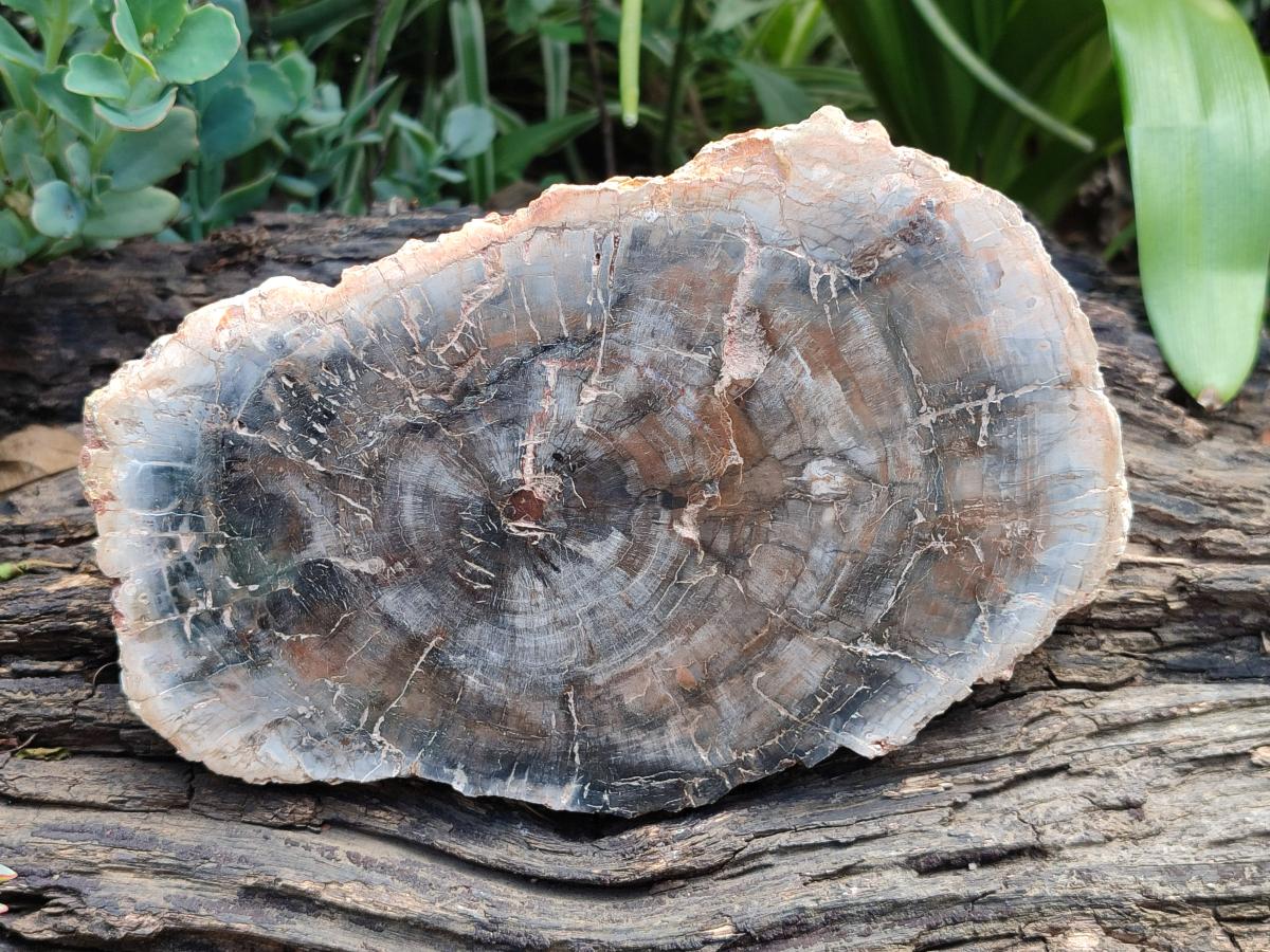 Polished Red Podocarpus Petrified Wood Slices x 2 From Mahajanga, Madagascar