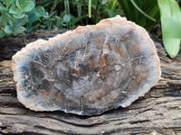Polished Red Podocarpus Petrified Wood Slices x 2 From Mahajanga, Madagascar