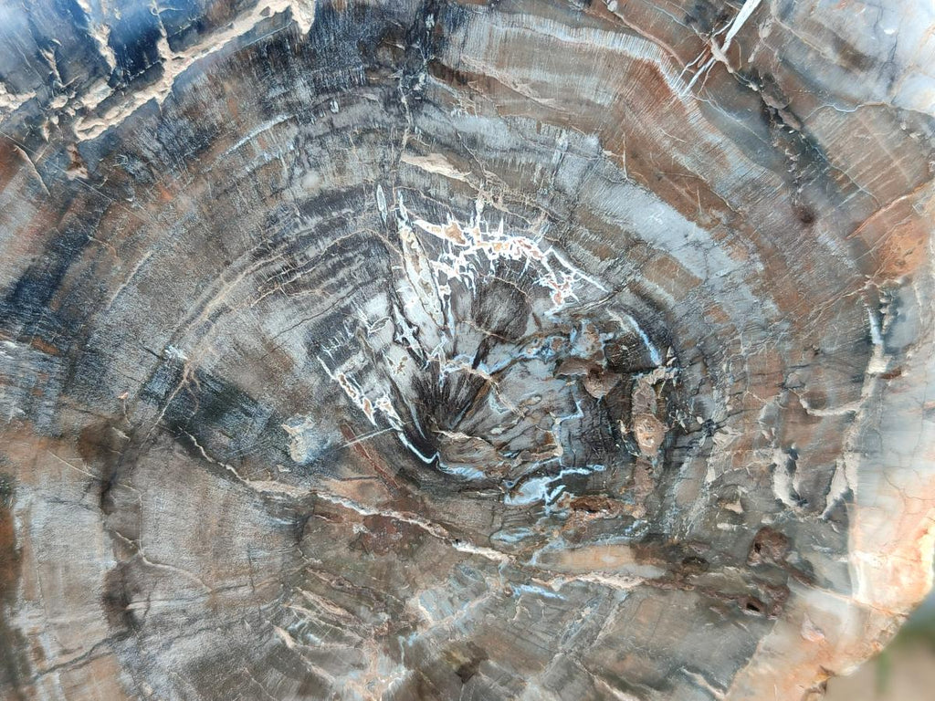 Polished Red Podocarpus Petrified Wood Slices x 2 From Mahajanga, Madagascar