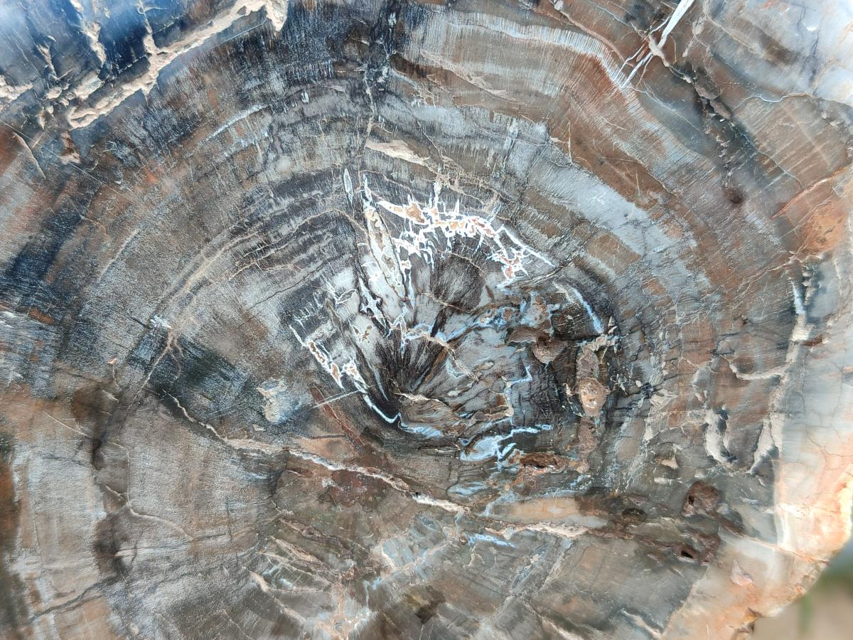 Polished Red Podocarpus Petrified Wood Slices x 2 From Mahajanga, Madagascar