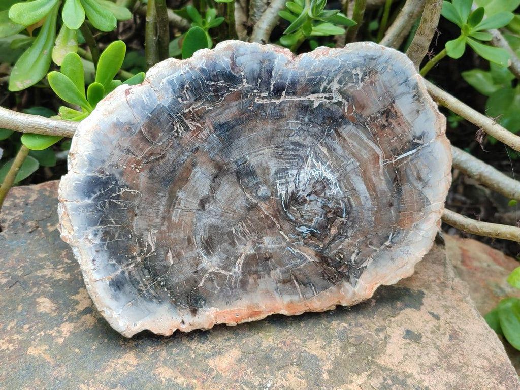 Polished Red Podocarpus Petrified Wood Slices x 2 From Mahajanga, Madagascar