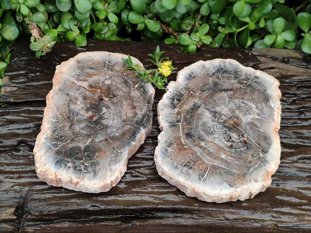 Polished Red Podocarpus Petrified Wood Slices x 2 From Mahajanga, Madagascar