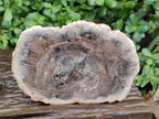 Polished Red Podocarpus Petrified Wood Slices x 2 From Mahajanga, Madagascar