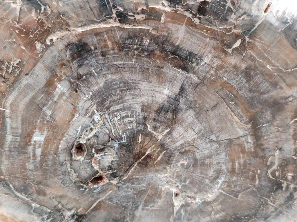 Polished Red Podocarpus Petrified Wood Slices x 2 From Mahajanga, Madagascar