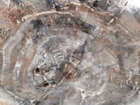 Polished Red Podocarpus Petrified Wood Slices x 2 From Mahajanga, Madagascar