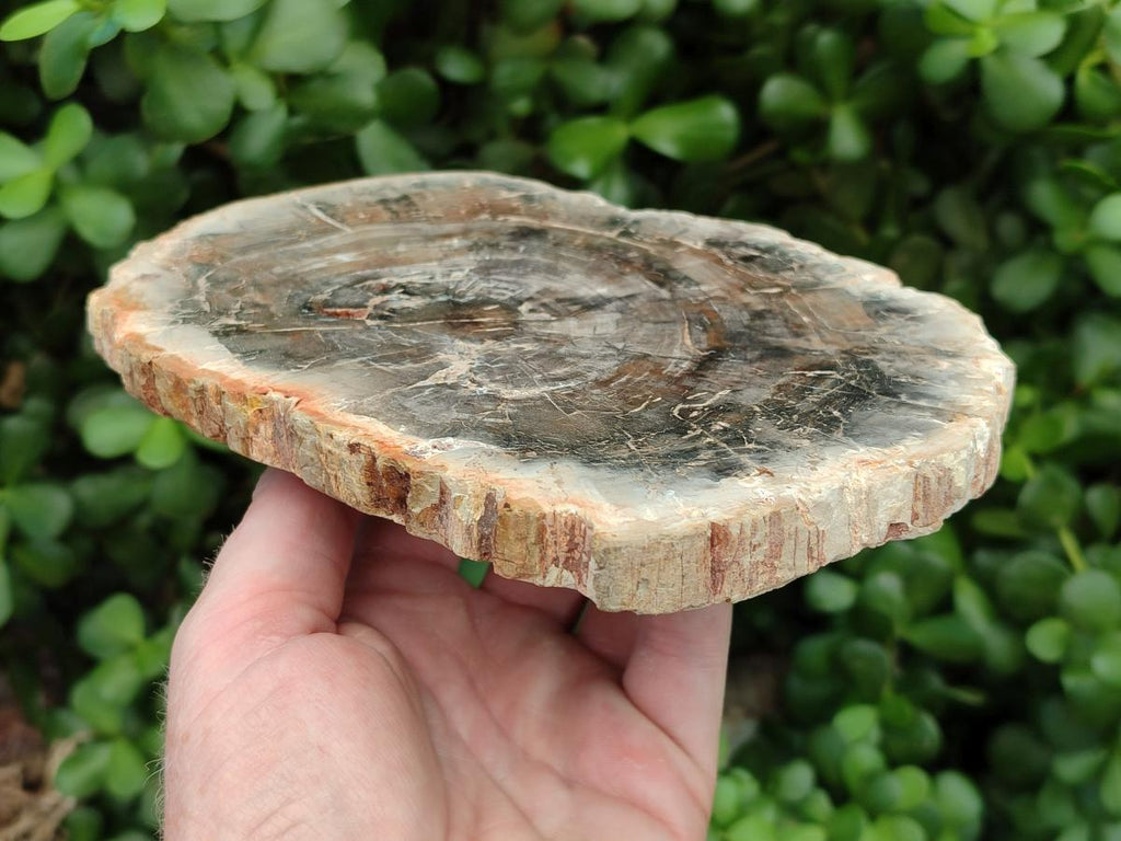 Polished Red Podocarpus Petrified Wood Slices x 2 From Mahajanga, Madagascar