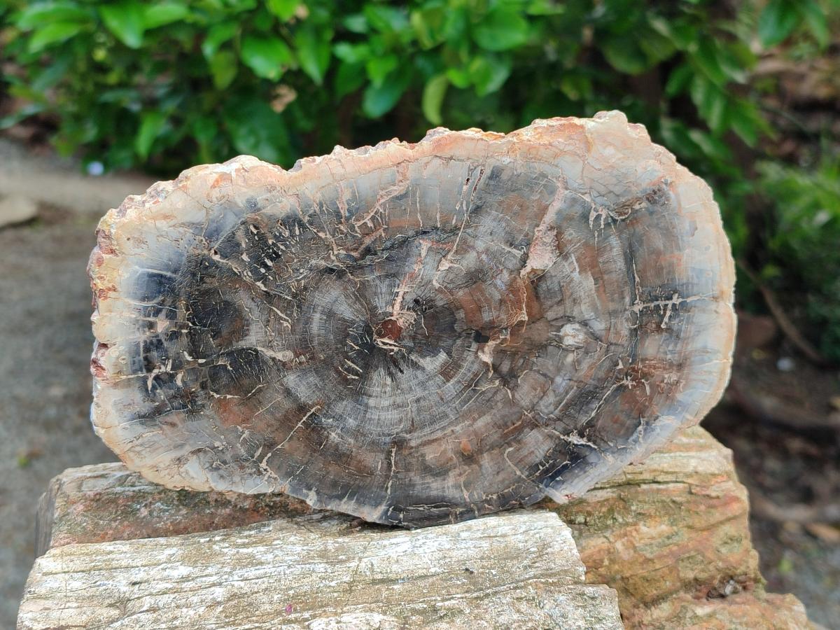 Polished Red Podocarpus Petrified Wood Slices x 2 From Mahajanga, Madagascar