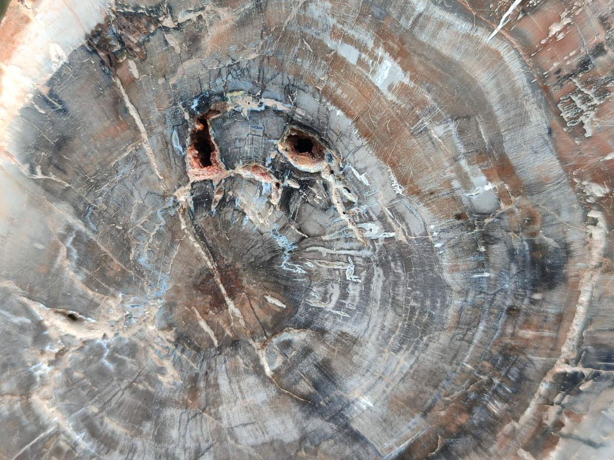 Polished Red Podocarpus Petrified Wood Slices x 2 From Mahajanga, Madagascar