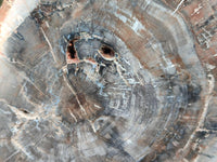 Polished Red Podocarpus Petrified Wood Slices x 2 From Mahajanga, Madagascar