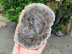 Polished Red Podocarpus Petrified Wood Slices x 2 From Mahajanga, Madagascar