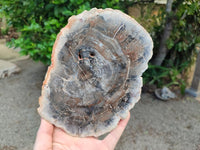 Polished Red Podocarpus Petrified Wood Slices x 2 From Mahajanga, Madagascar