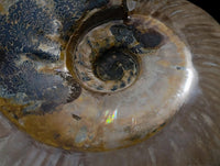 Polished Large Cleoniceras Ammonite Fossil x 1 From Tulear, Madagascar