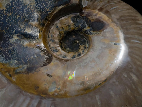 Polished Large Cleoniceras Ammonite Fossil x 1 From Tulear, Madagascar