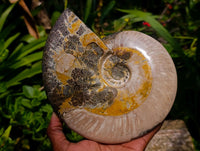 Polished Large Cleoniceras Ammonite Fossil x 1 From Tulear, Madagascar